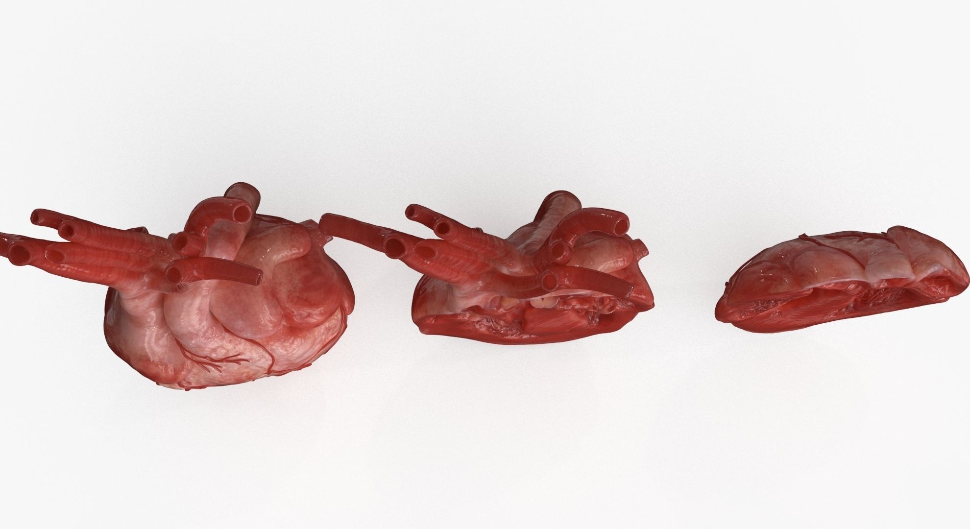 Human Heart and 2 Heart Sections 3D model Low-poly 3D model_16