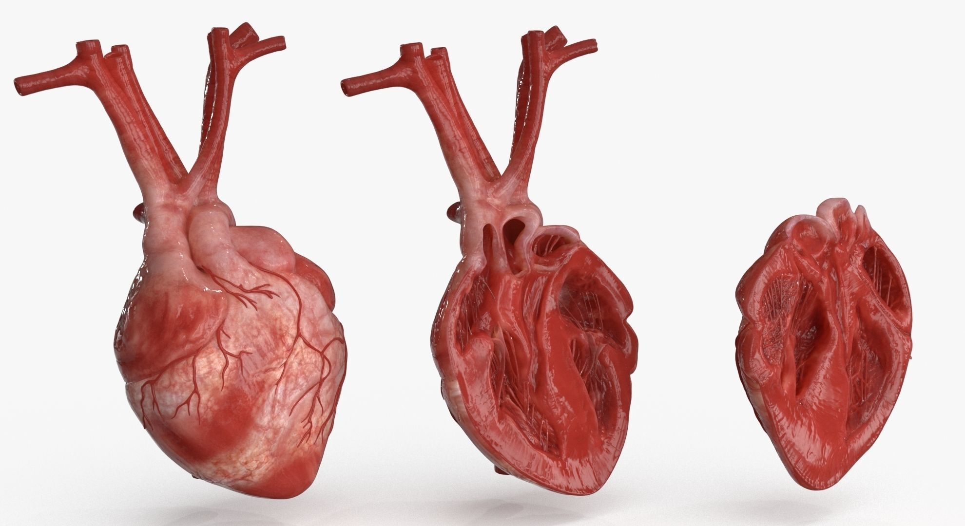 Human Heart and 2 Heart Sections 3D model Low-poly 3D model_3