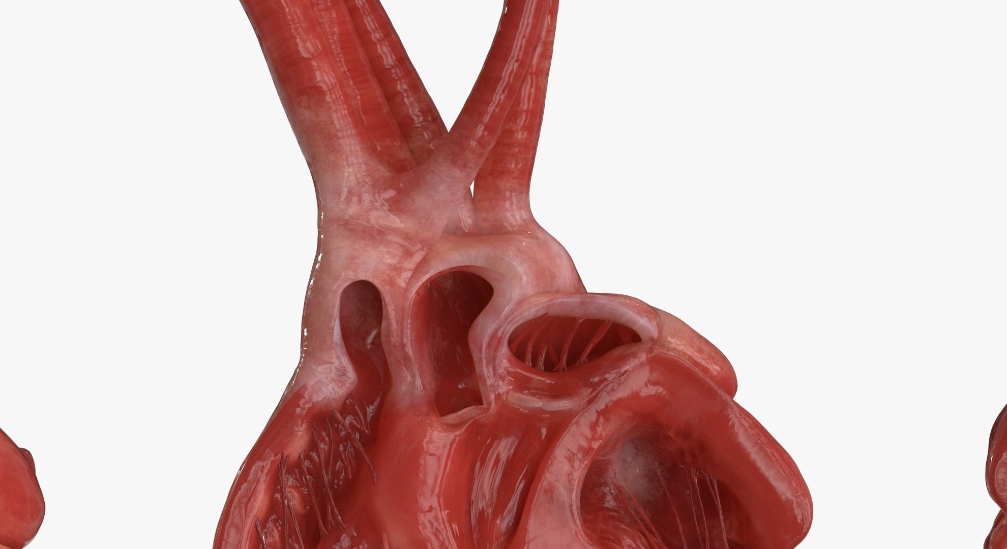 Human Heart and 2 Heart Sections 3D model Low-poly 3D model_13