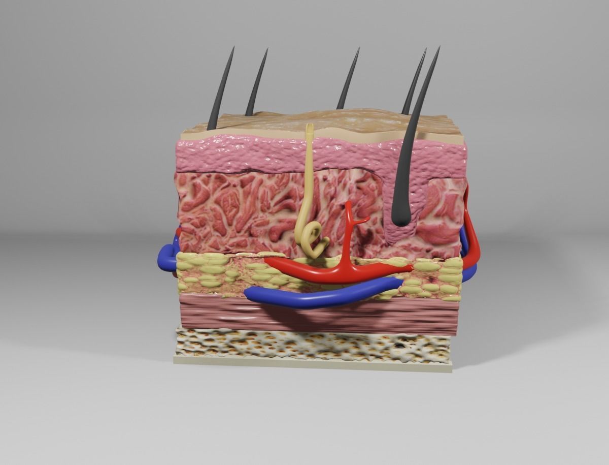 Skin cross section 3D model animated | CGTrader