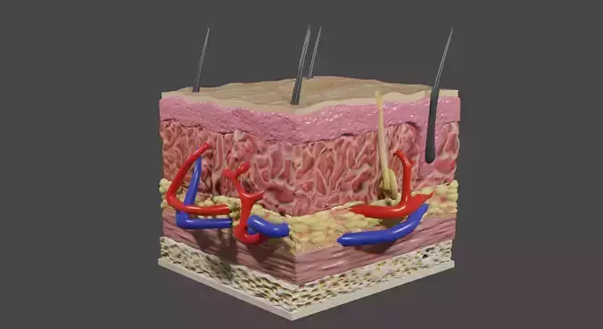 Skin cross section 3D model