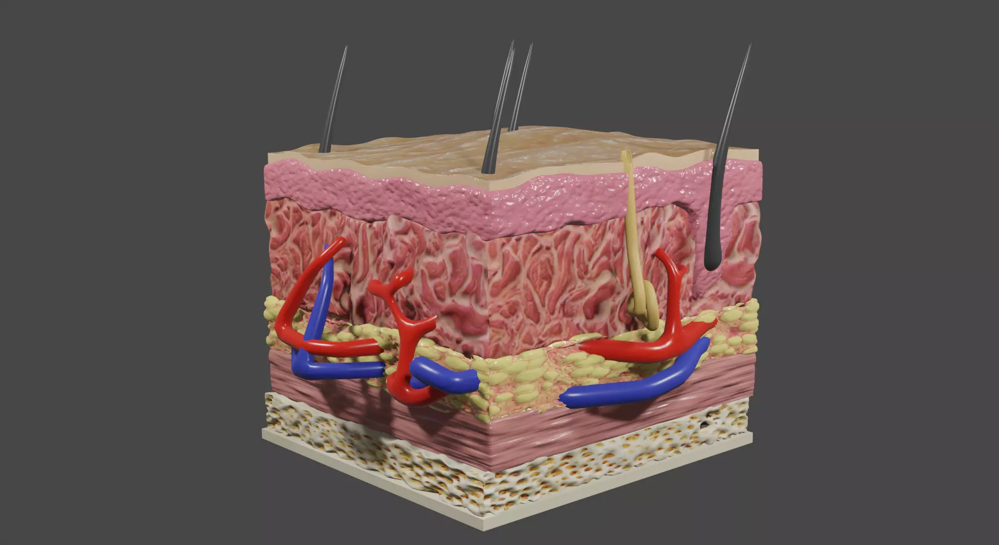 Skin cross section 3D model_0