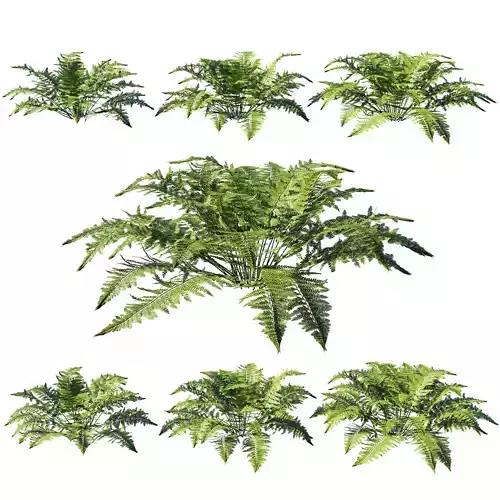 Microlepia strigosa tree