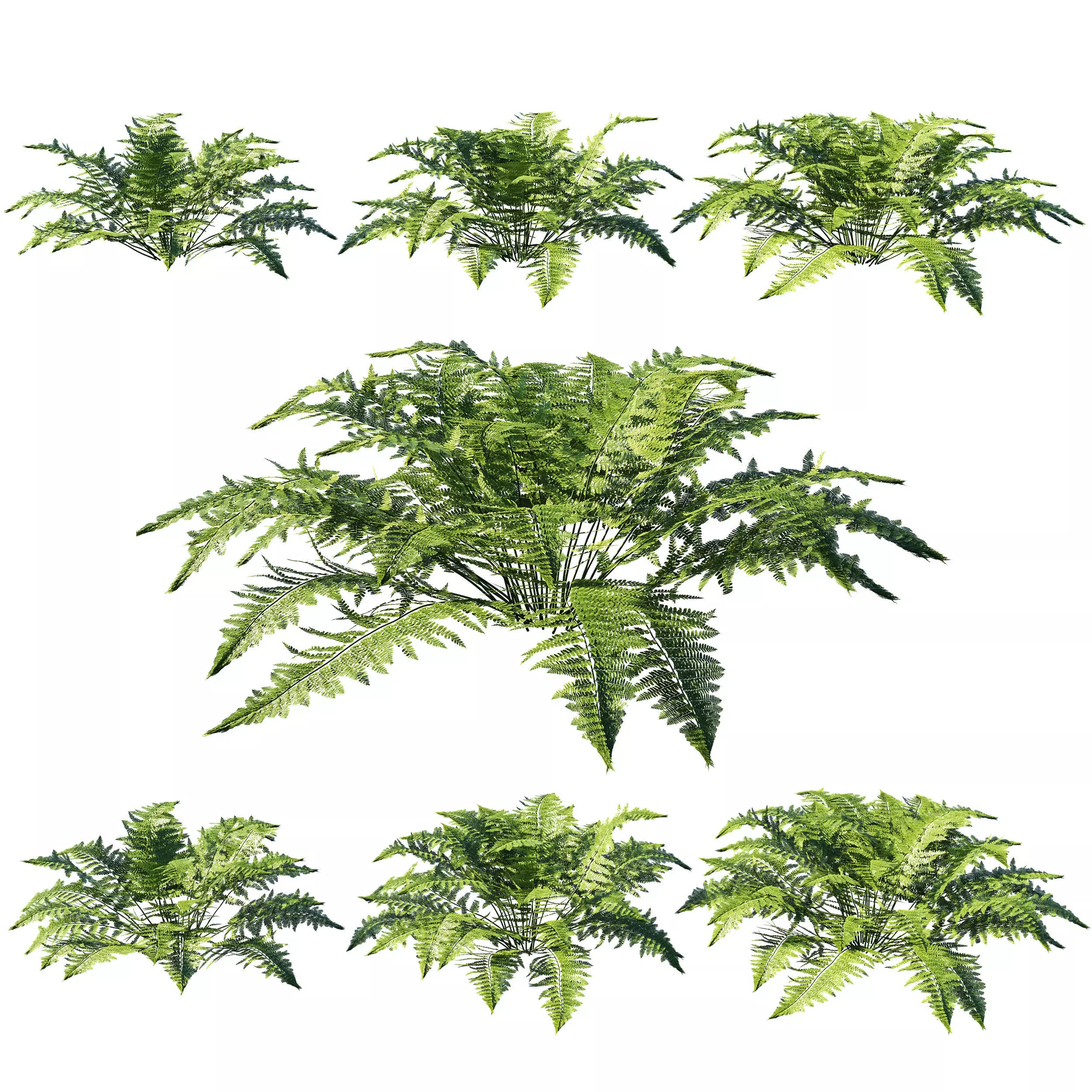 Microlepia strigosa tree 3D model_0