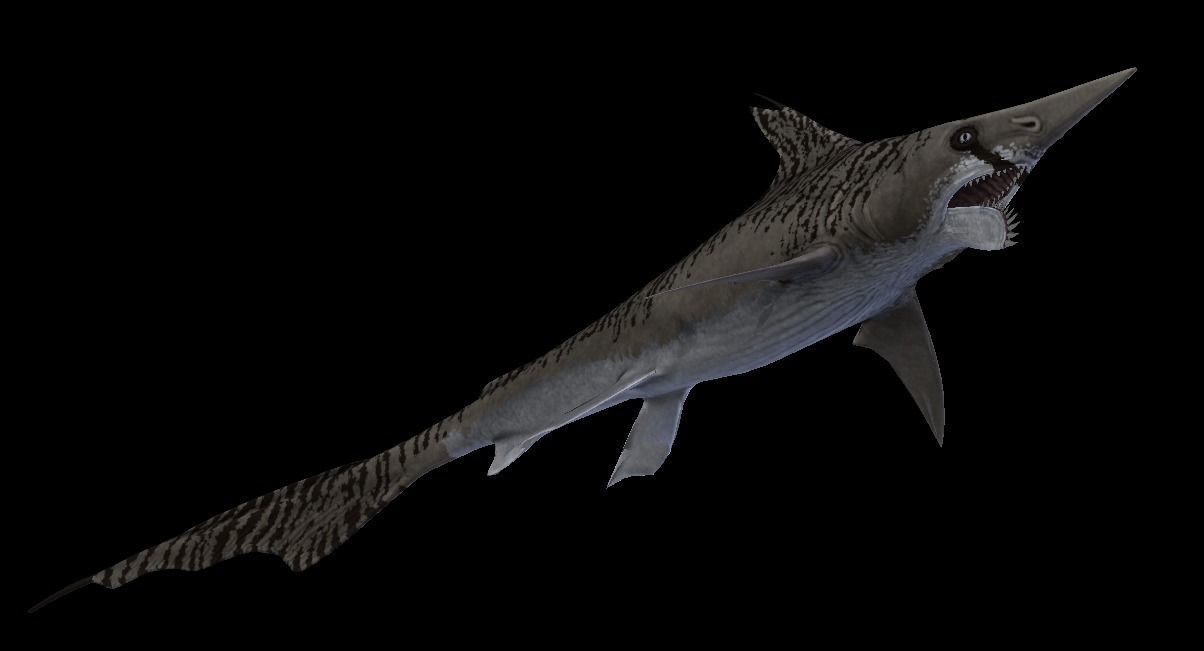 Helicoprion Asset Pack Low-poly 3D model_7