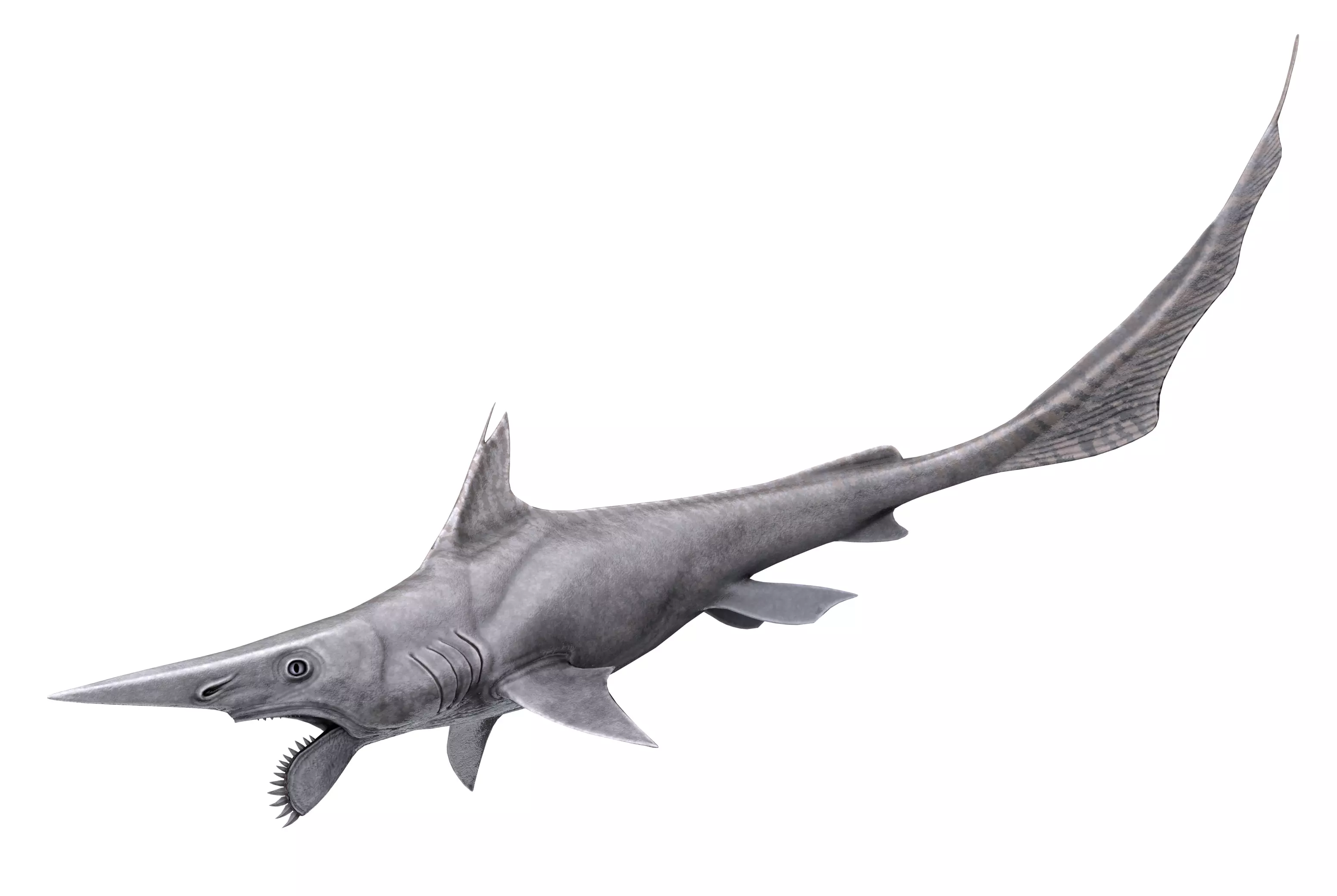 Helicoprion Asset Pack Low-poly 3D model_0