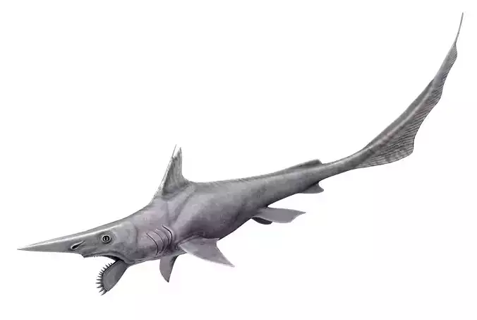 Helicoprion Asset Pack Low-poly 3D model