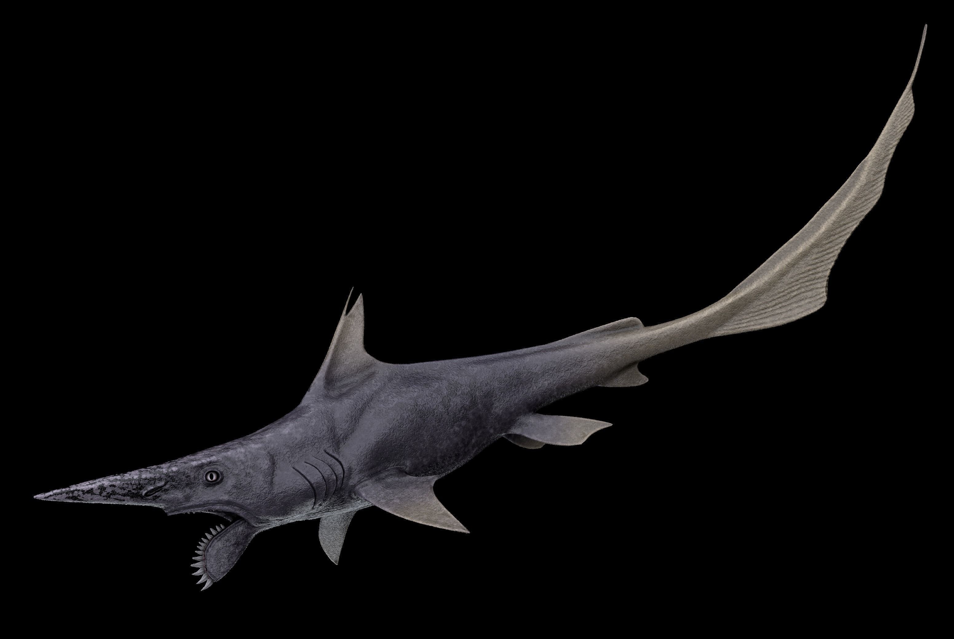 Helicoprion Asset Pack Low-poly 3D model_6