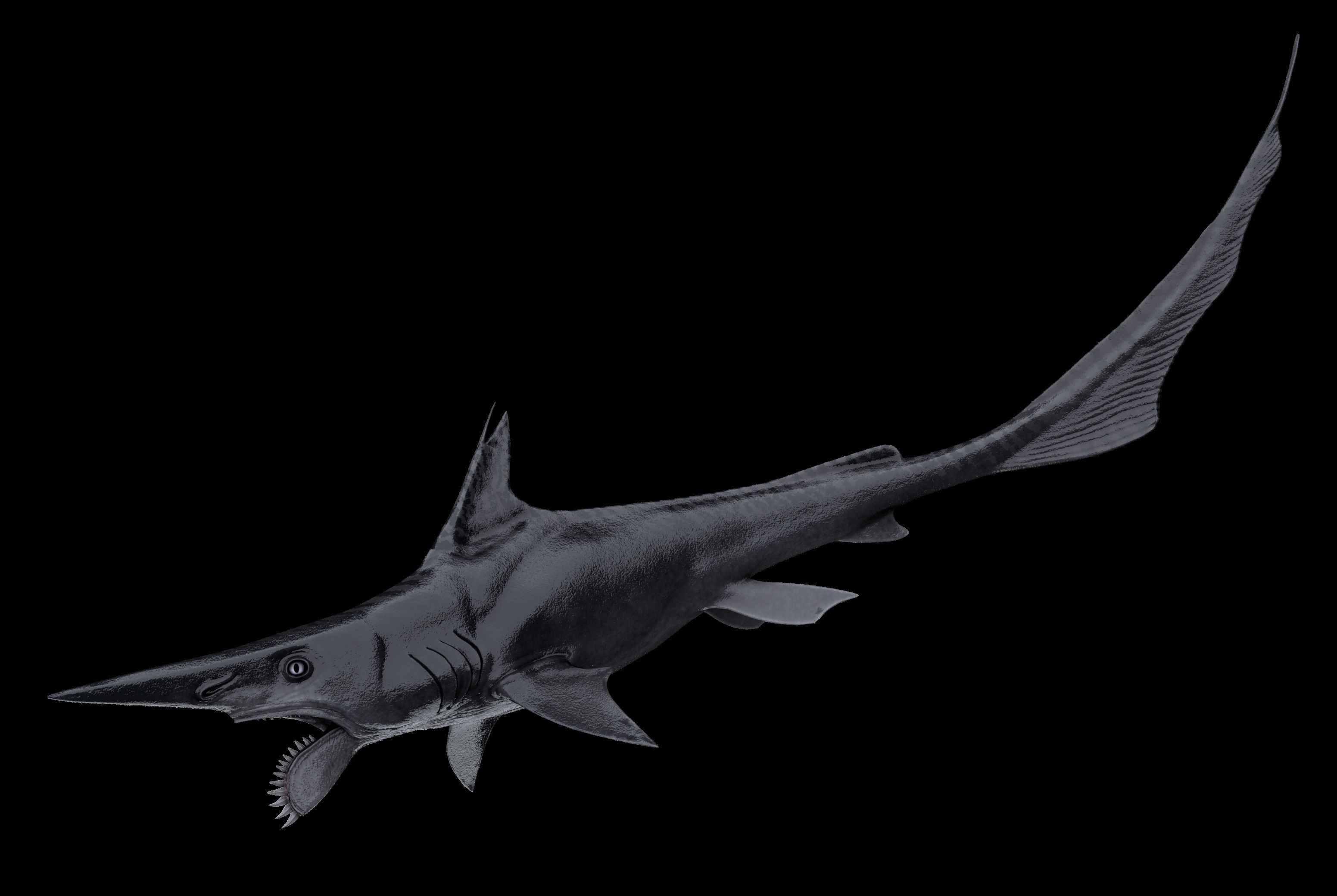 Helicoprion Asset Pack Low-poly 3D model_3