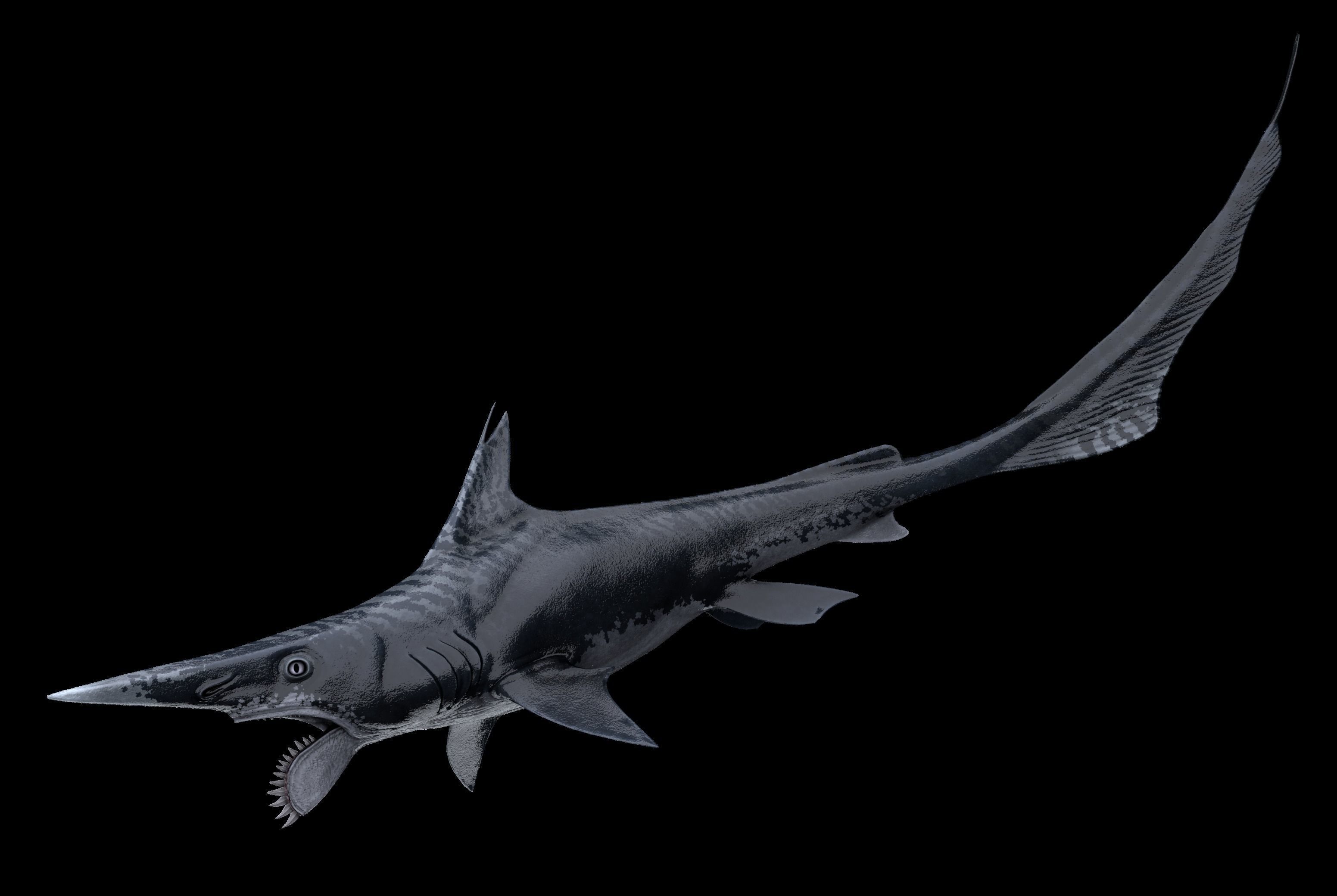 Helicoprion Asset Pack Low-poly 3D model_5