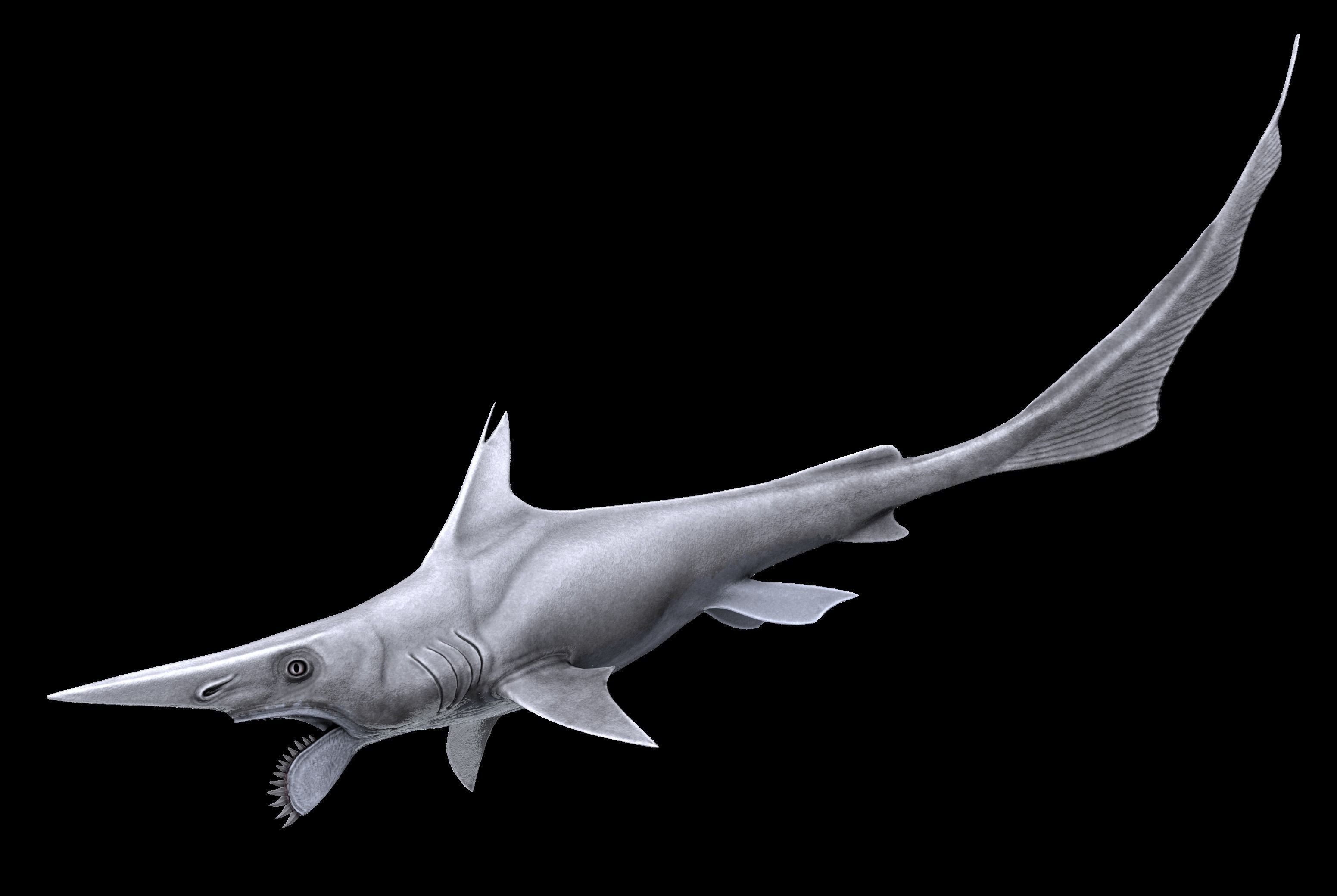 Helicoprion Asset Pack Low-poly 3D model_4