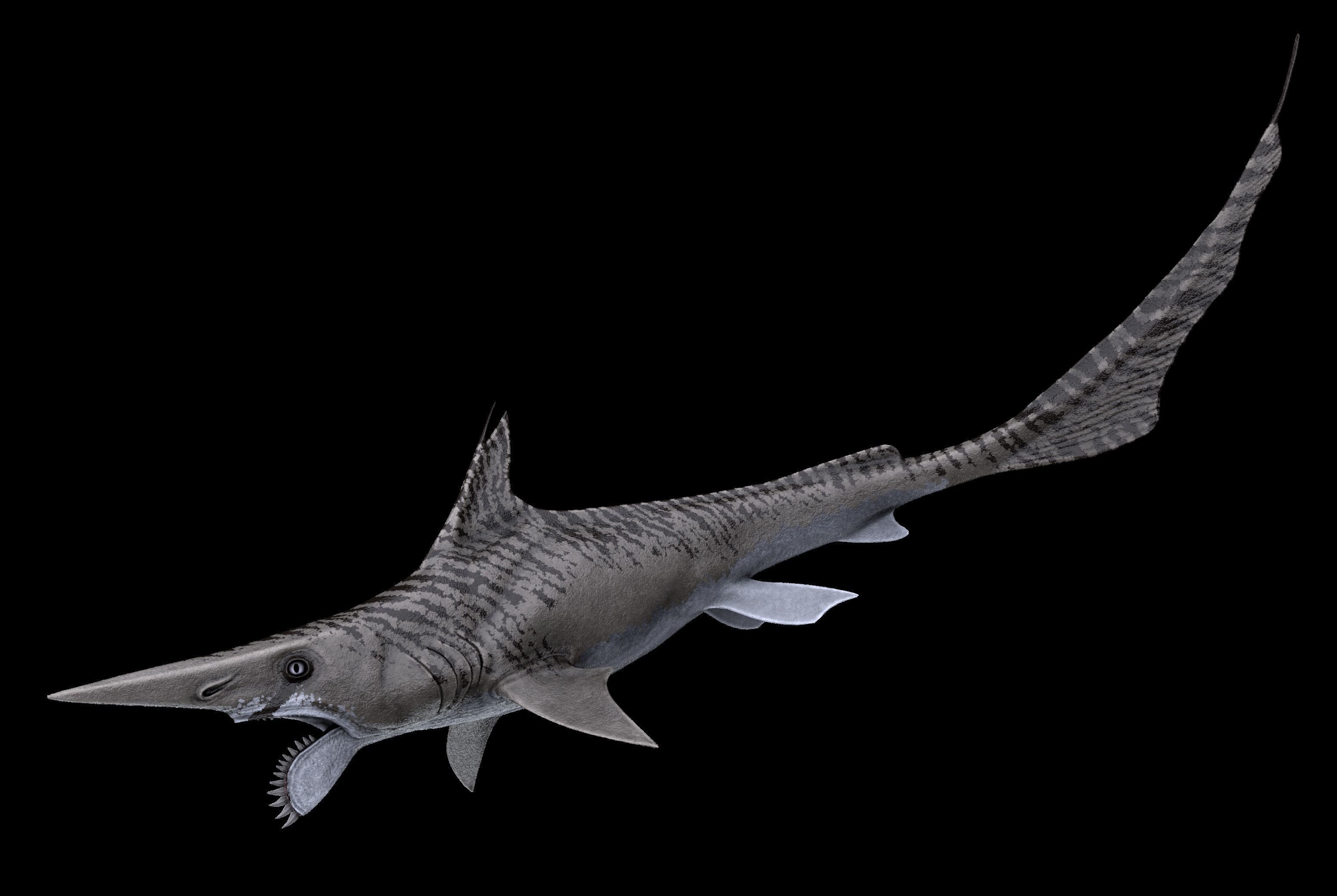 Helicoprion Asset Pack Low-poly 3D model_2