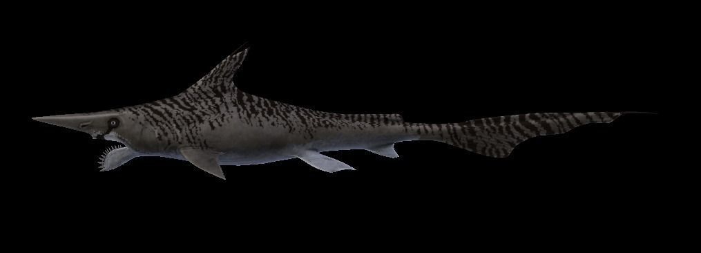 Helicoprion Asset Pack Low-poly 3D model_9