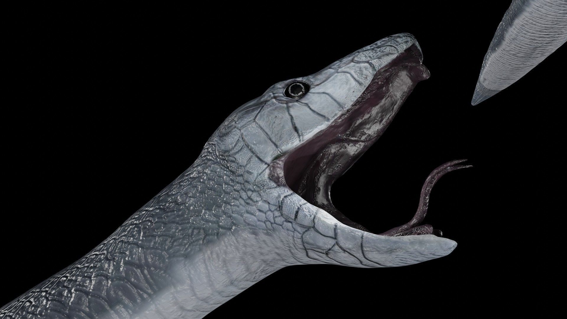 Black Mamba Snake Low-poly 3D model_3