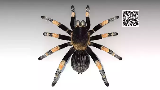 Tarantula Animated Low-poly 3D model
