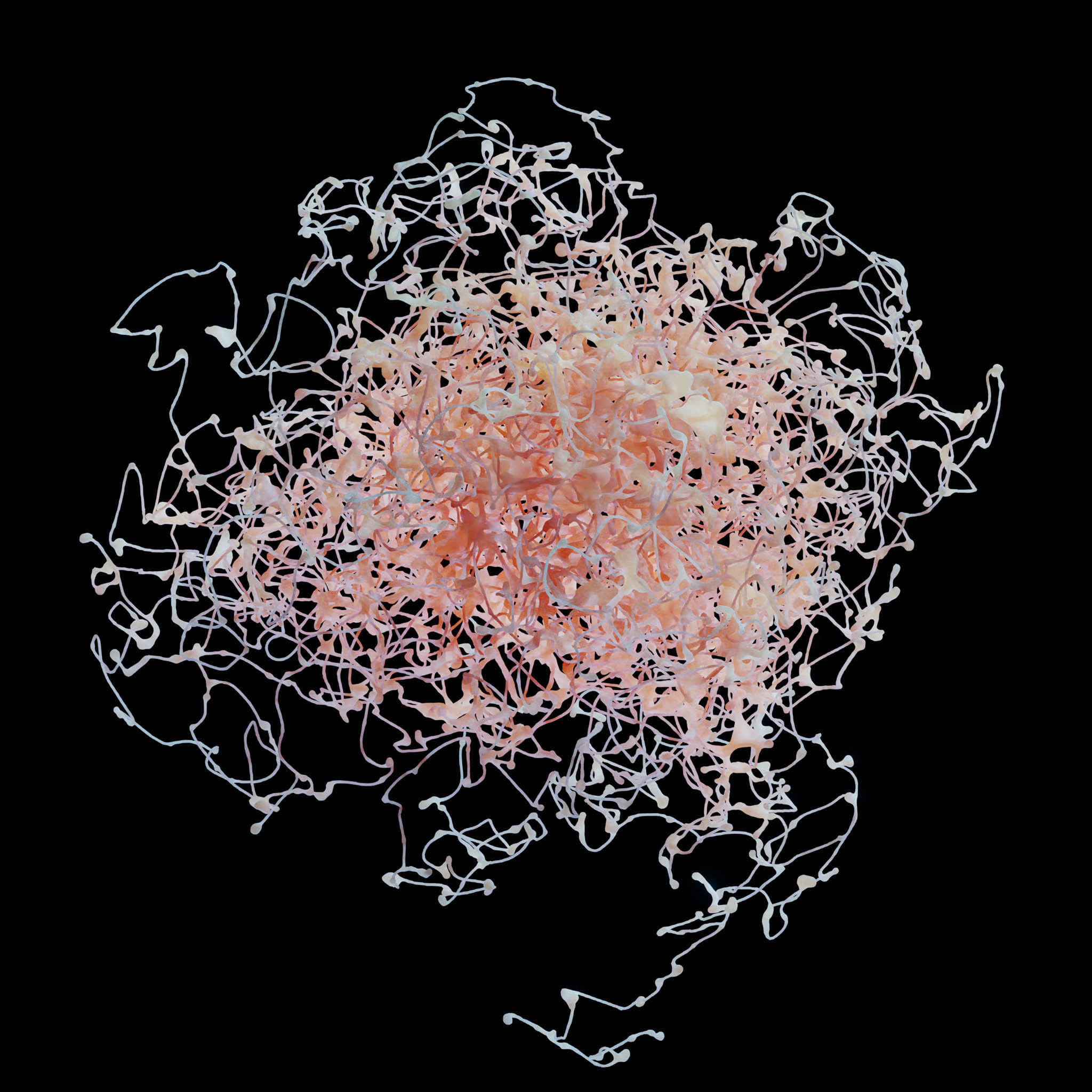 Rosehip Neuron 3D model_7