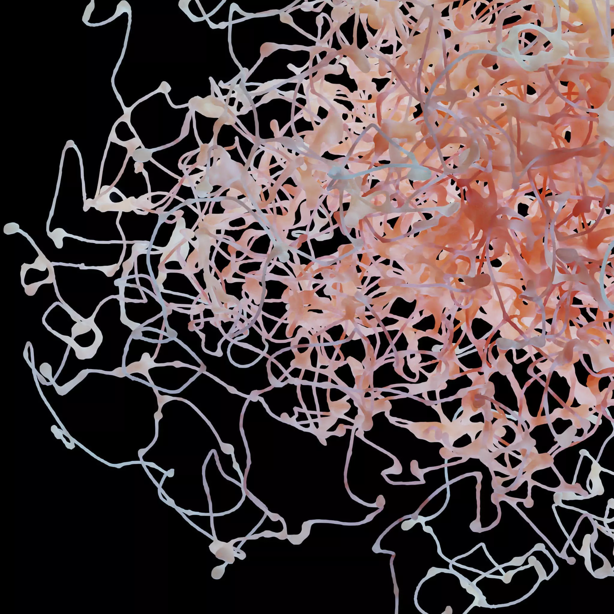 Rosehip Neuron 3D model_0