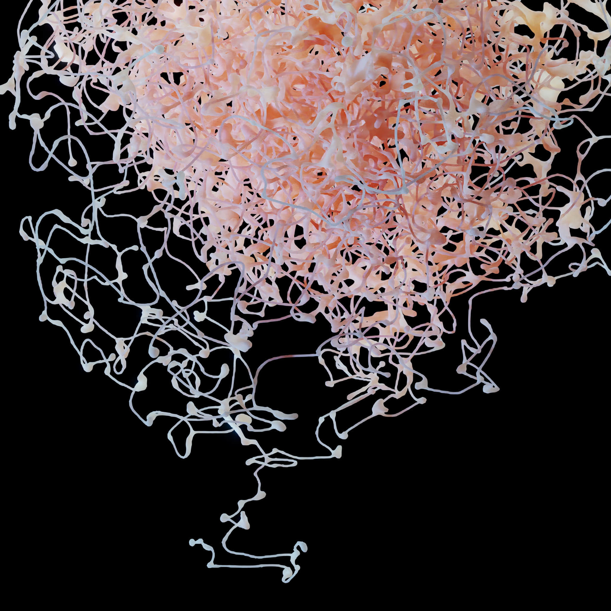 Rosehip Neuron 3D model_6