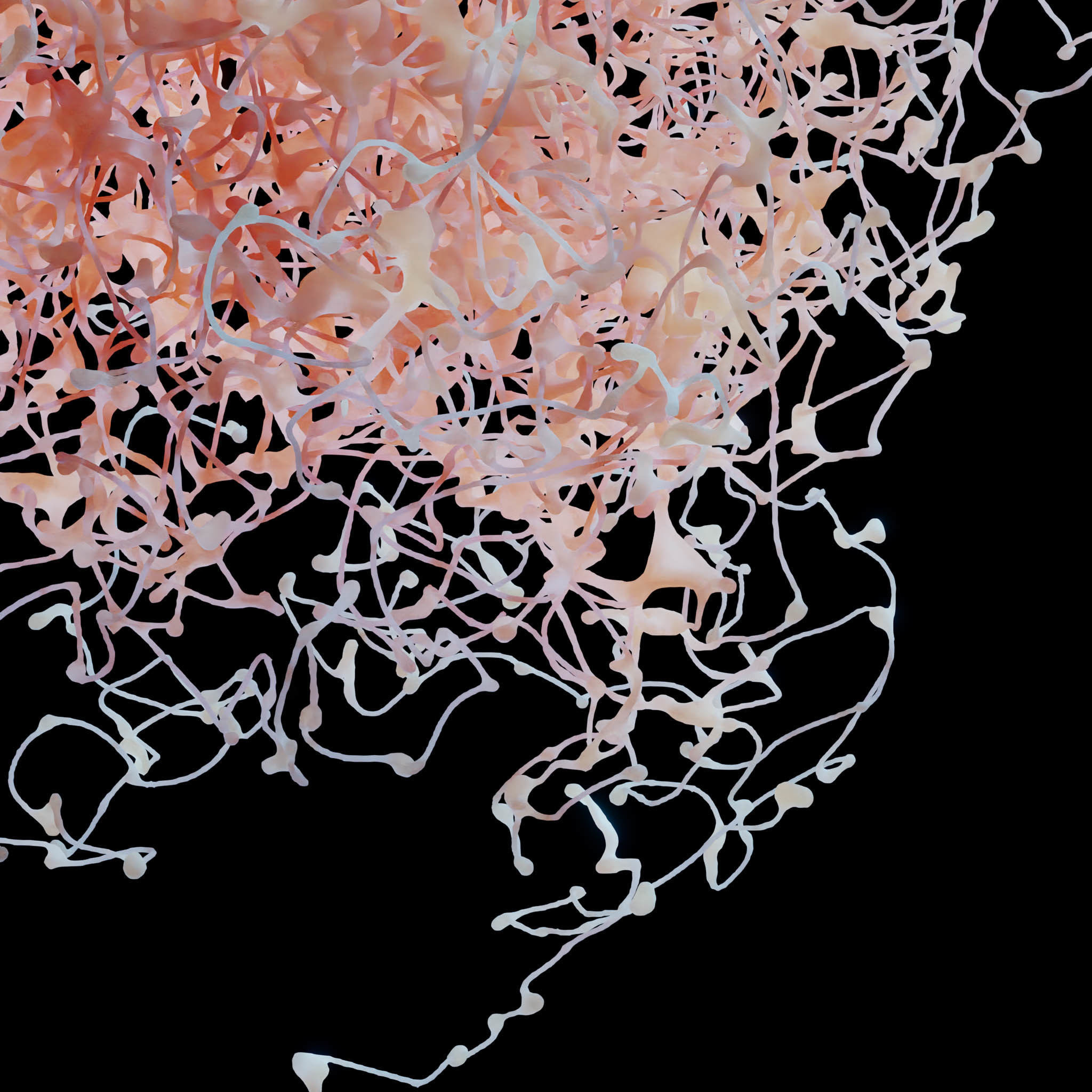 Rosehip Neuron 3D model_4