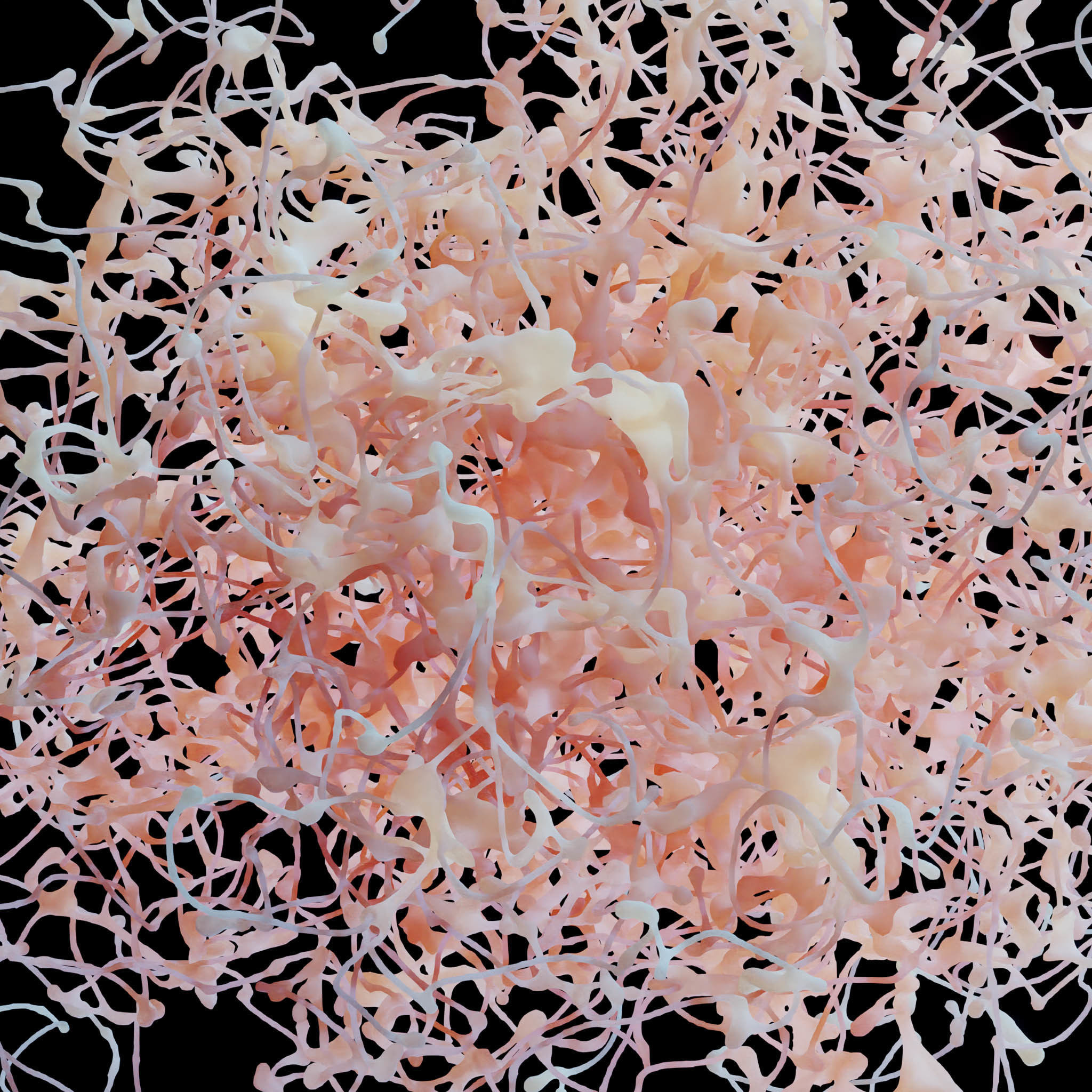 Rosehip Neuron 3D model_2