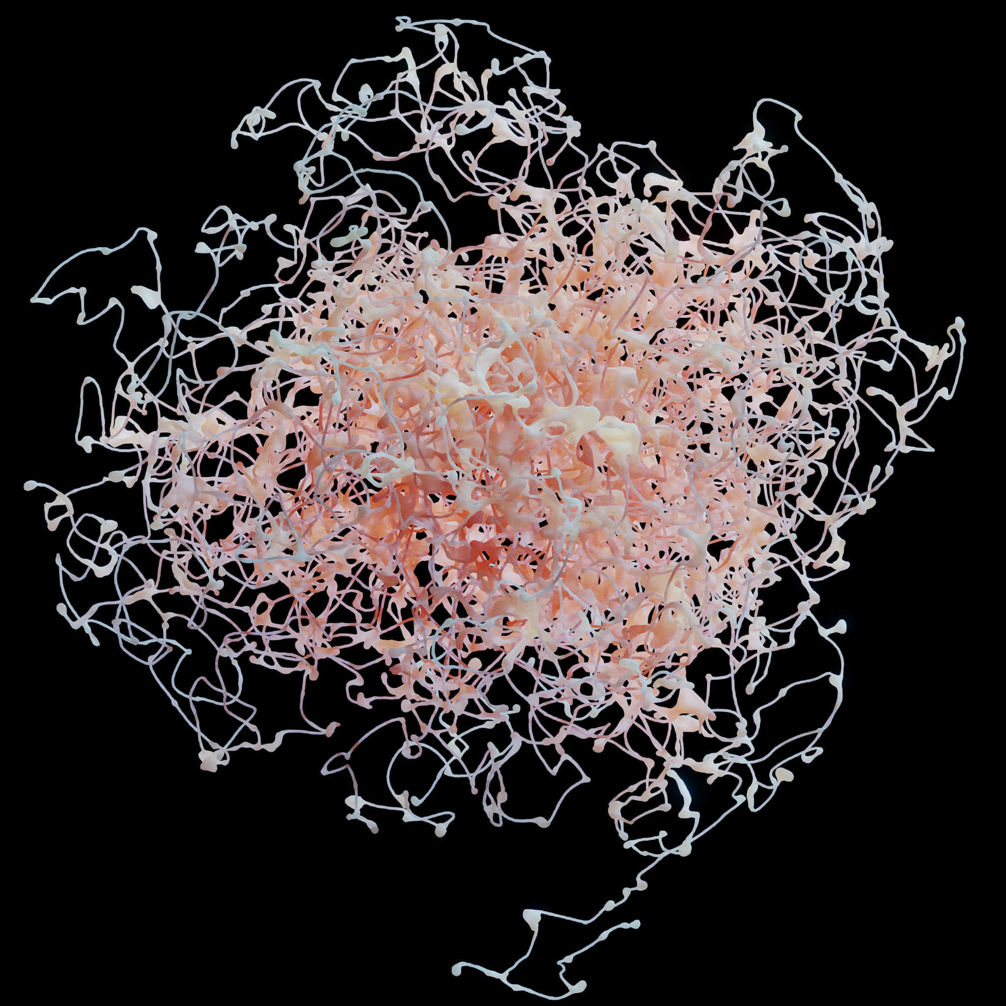 Rosehip Neuron 3D model_3