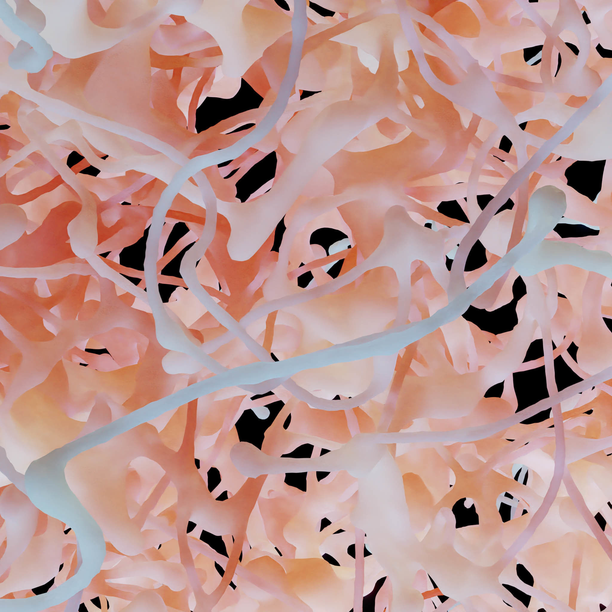 Rosehip Neuron 3D model_8