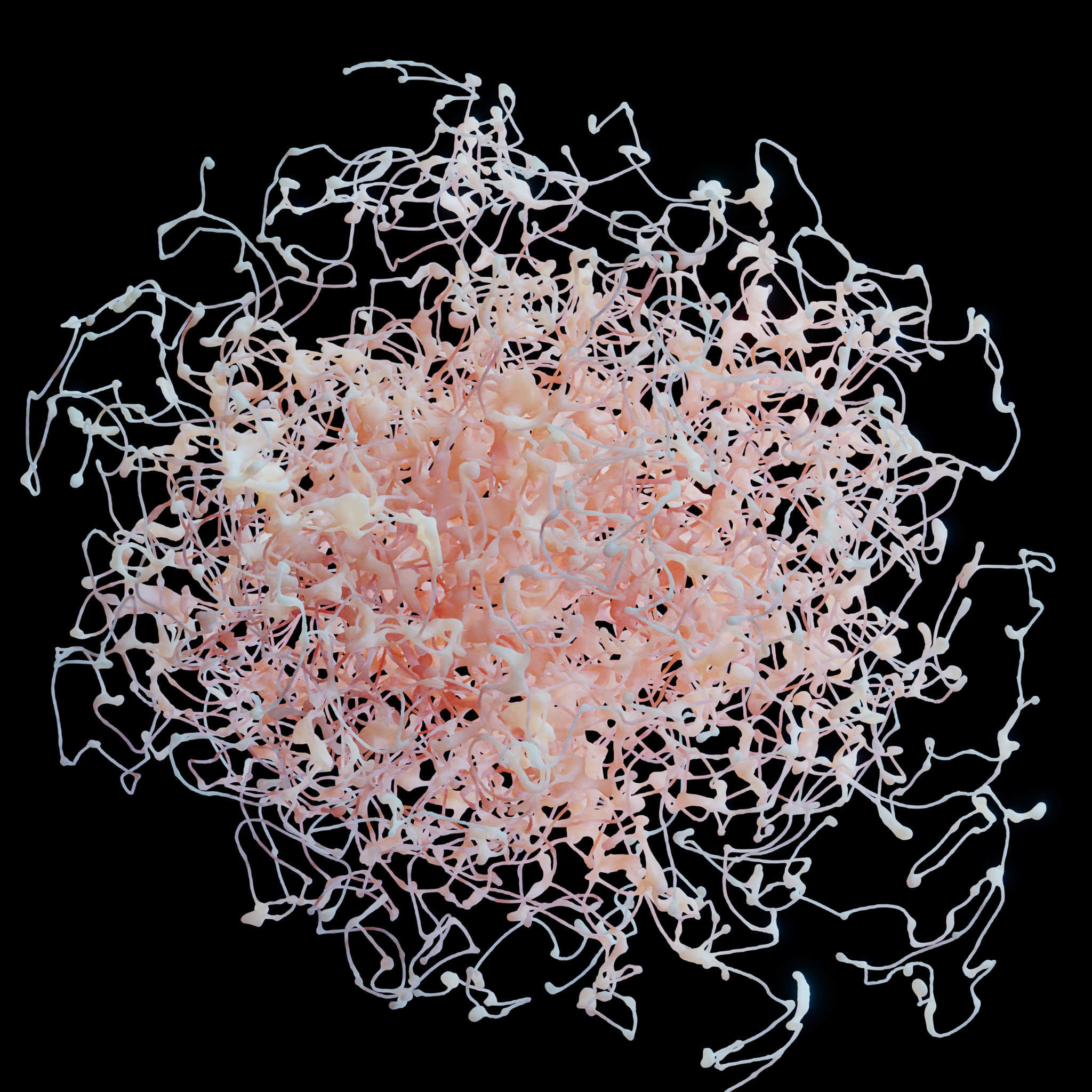 Rosehip Neuron 3D model_1