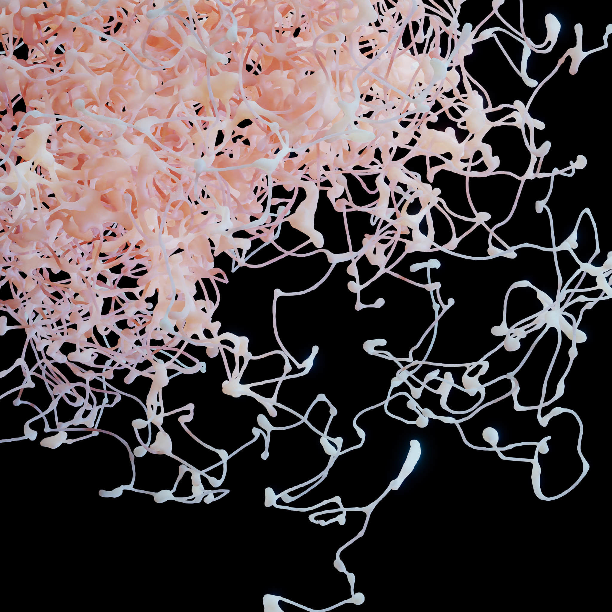 Rosehip Neuron 3D model_5