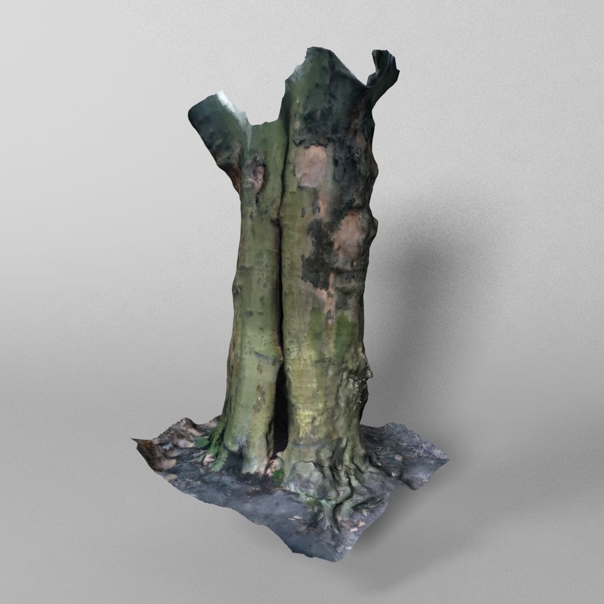 3D model Tree trunk scan | CGTrader