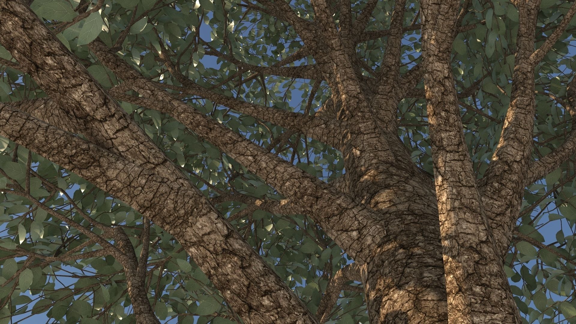 Carolina Poplar Tree  3D model_6