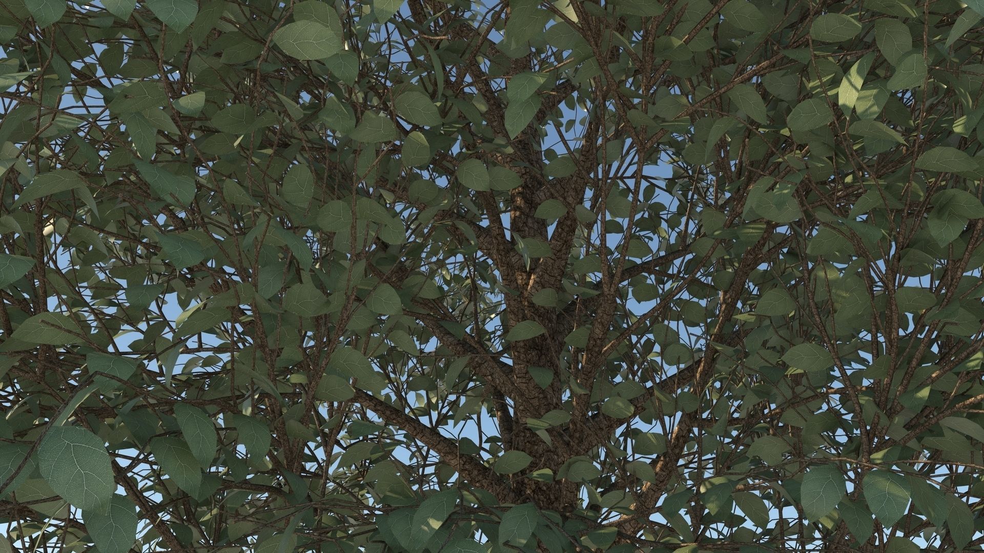 Carolina Poplar Tree  3D model_5