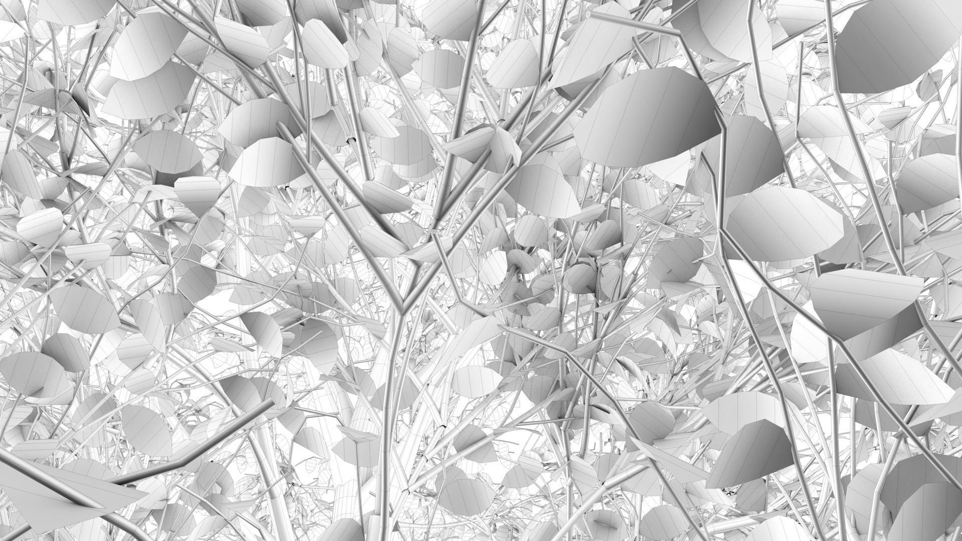 Carolina Poplar Tree  3D model_14