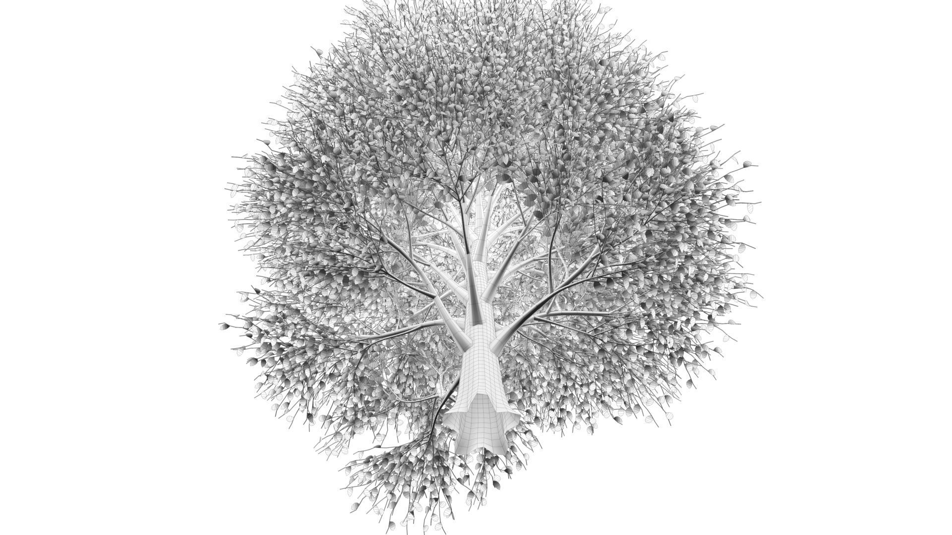 Carolina Poplar Tree  3D model_11