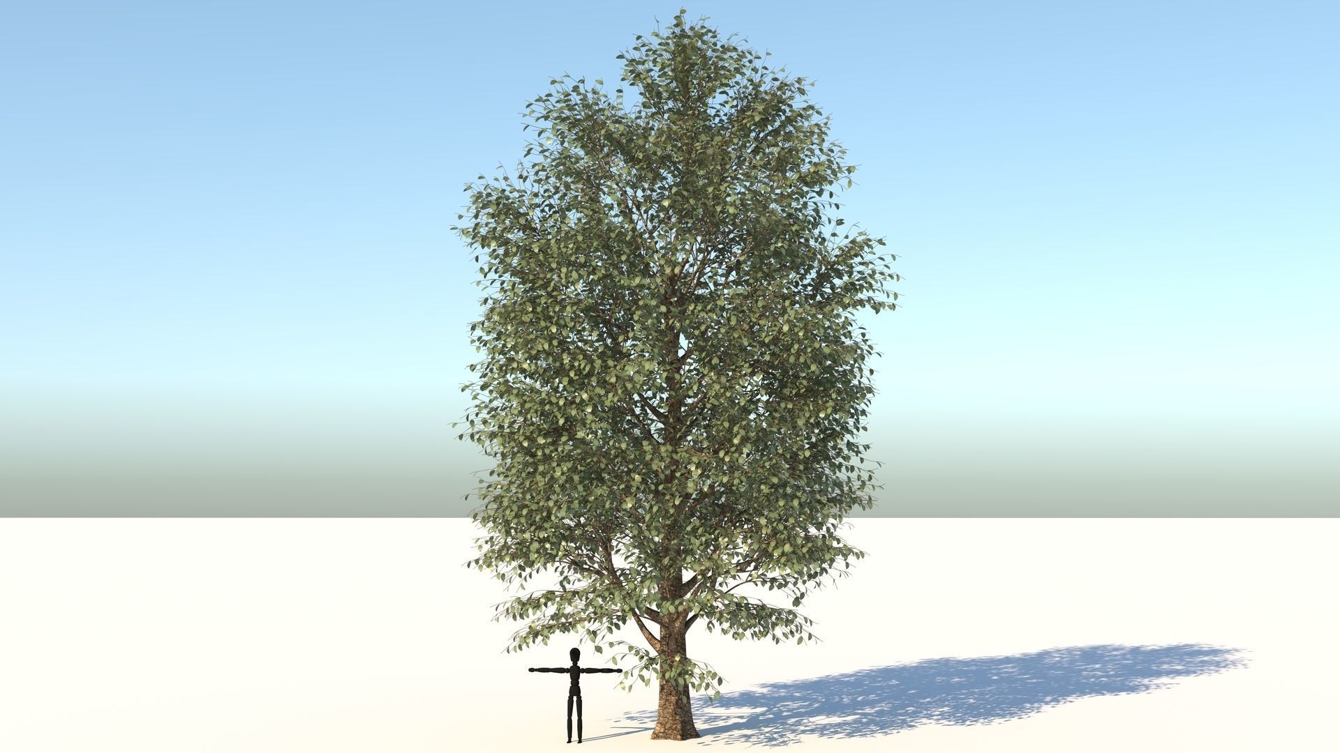 Carolina Poplar Tree  3D model_1