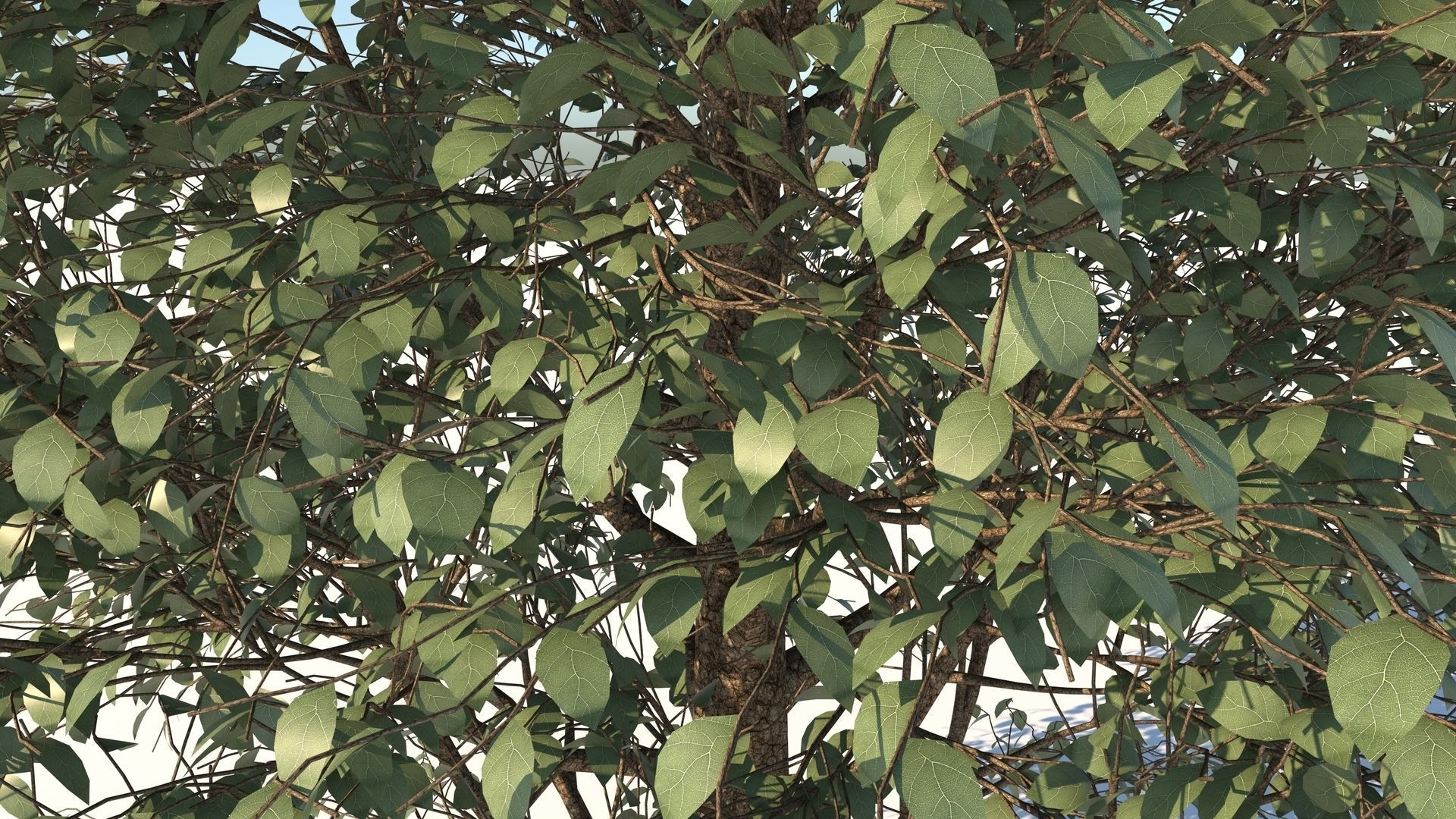 Carolina Poplar Tree  3D model_7