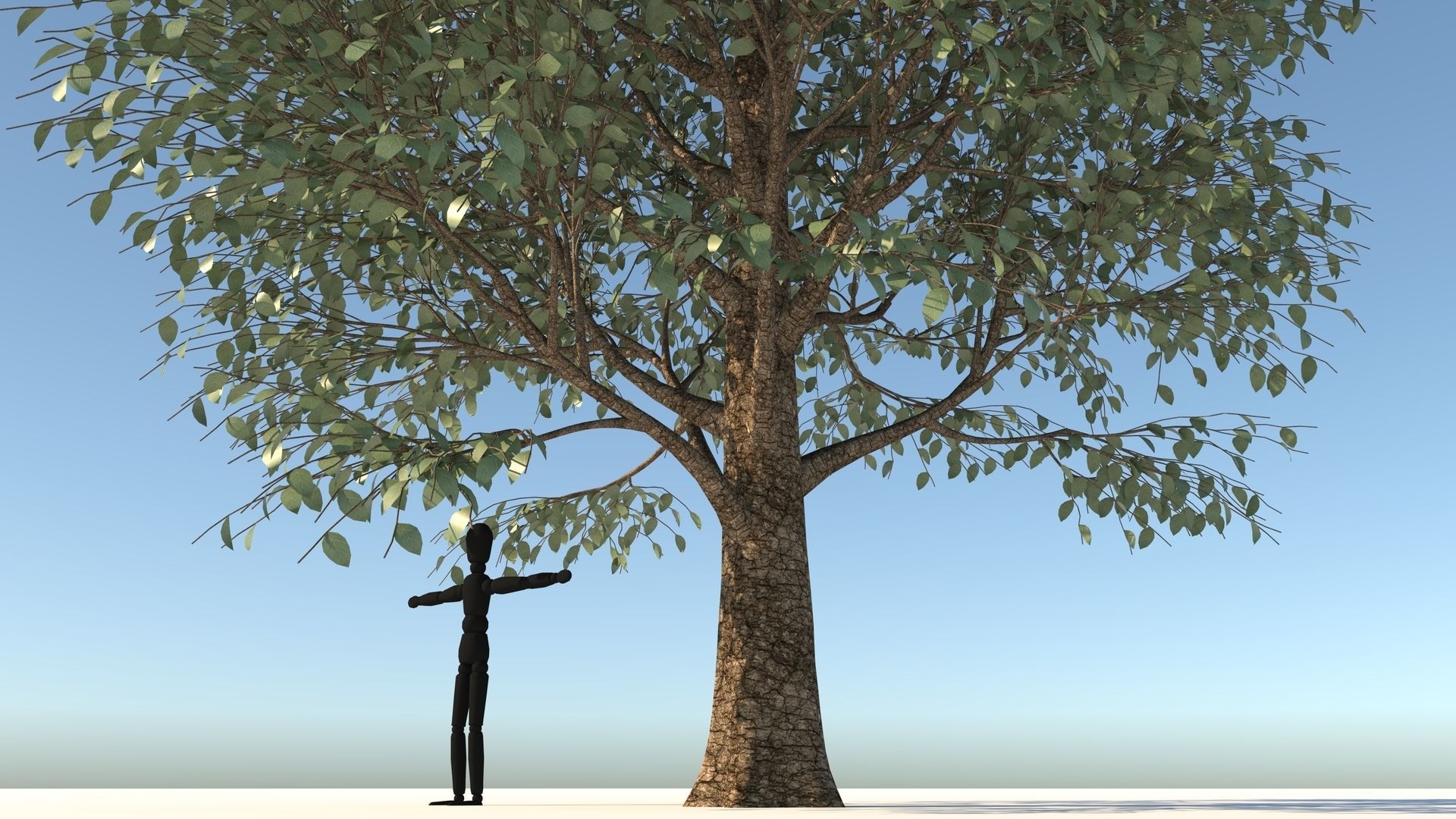 Carolina Poplar Tree  3D model_3