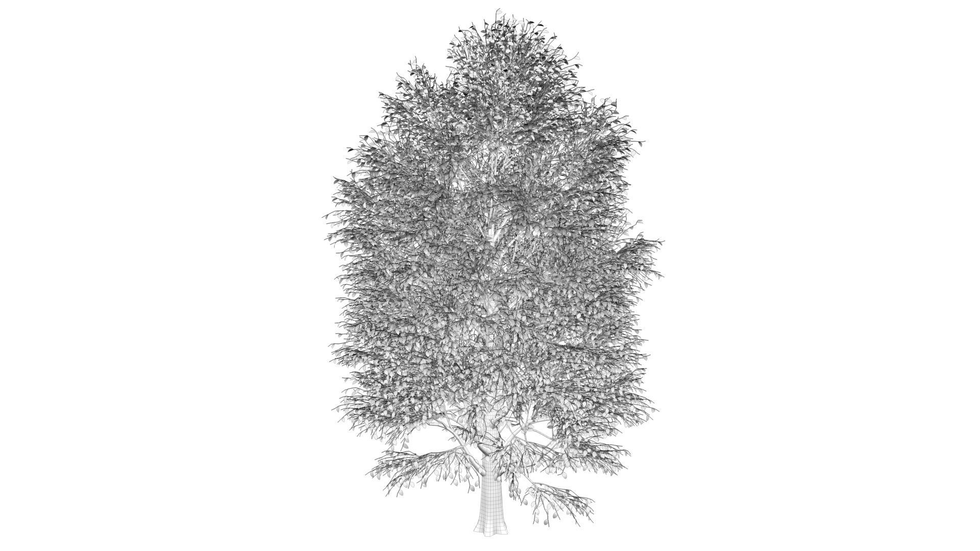 Carolina Poplar Tree  3D model_9