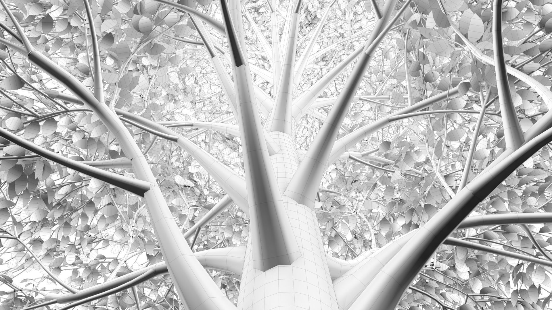 Carolina Poplar Tree  3D model_12