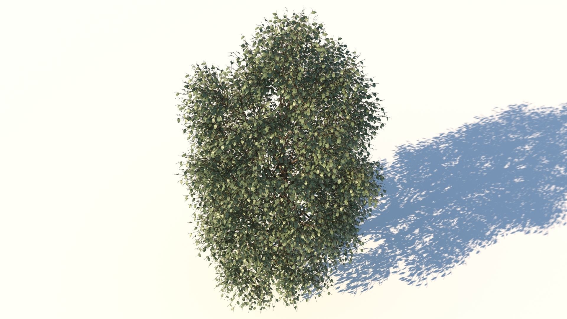 Carolina Poplar Tree  3D model_4