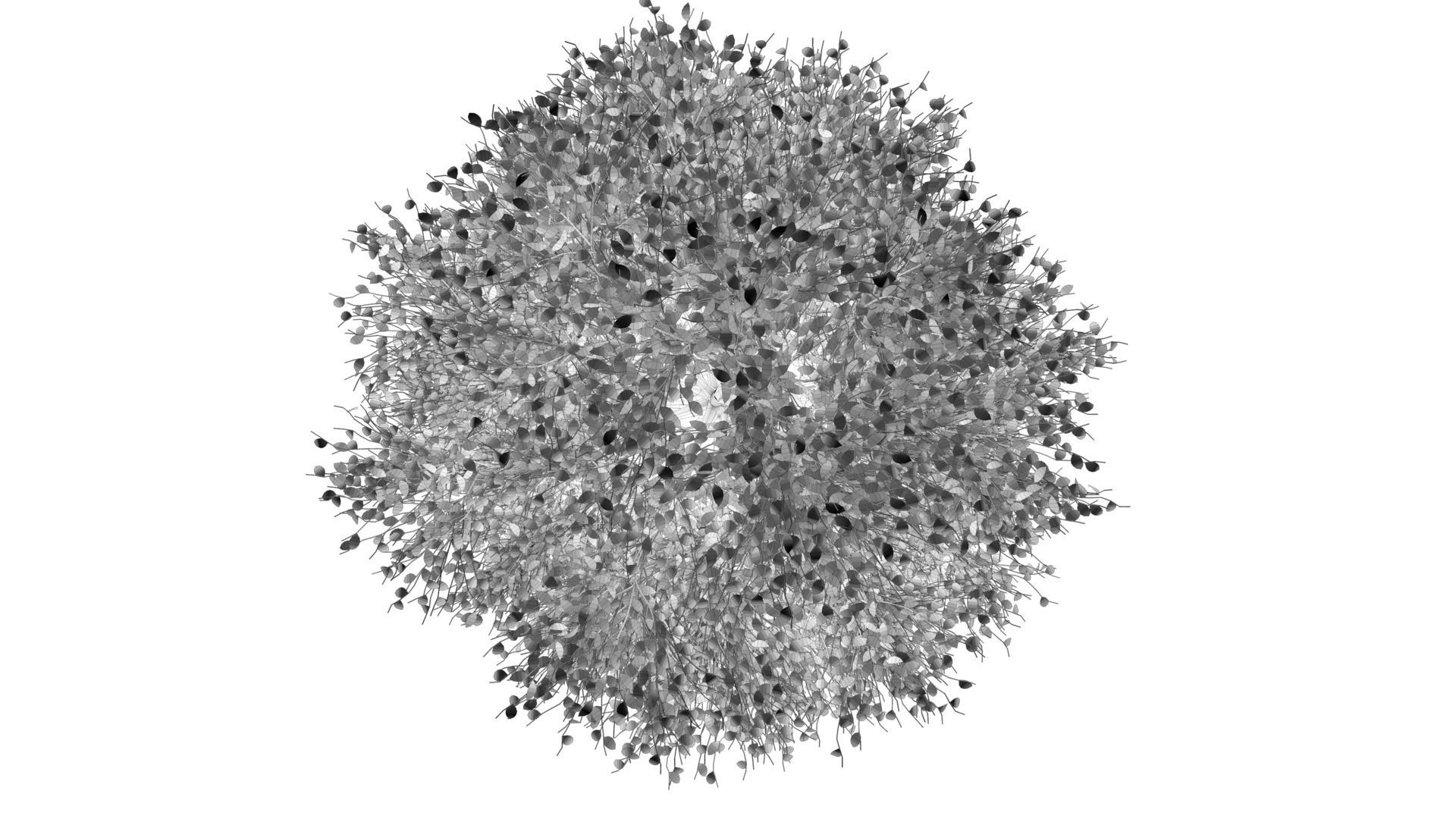 Carolina Poplar Tree  3D model_15