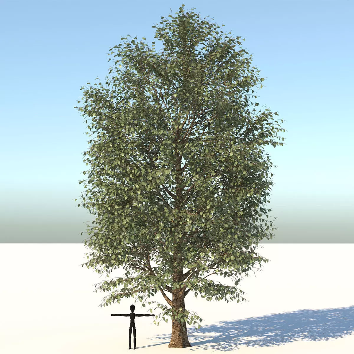 Carolina Poplar Tree  3D model_0