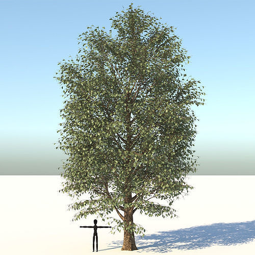 Carolina Poplar Tree  3D model