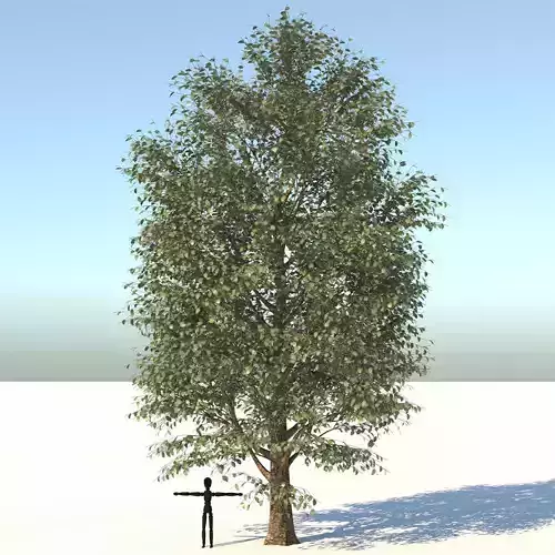 Carolina Poplar Tree  3D model