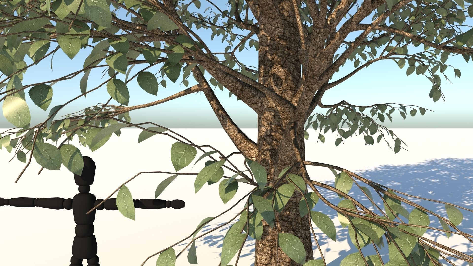 Carolina Poplar Tree  3D model_8