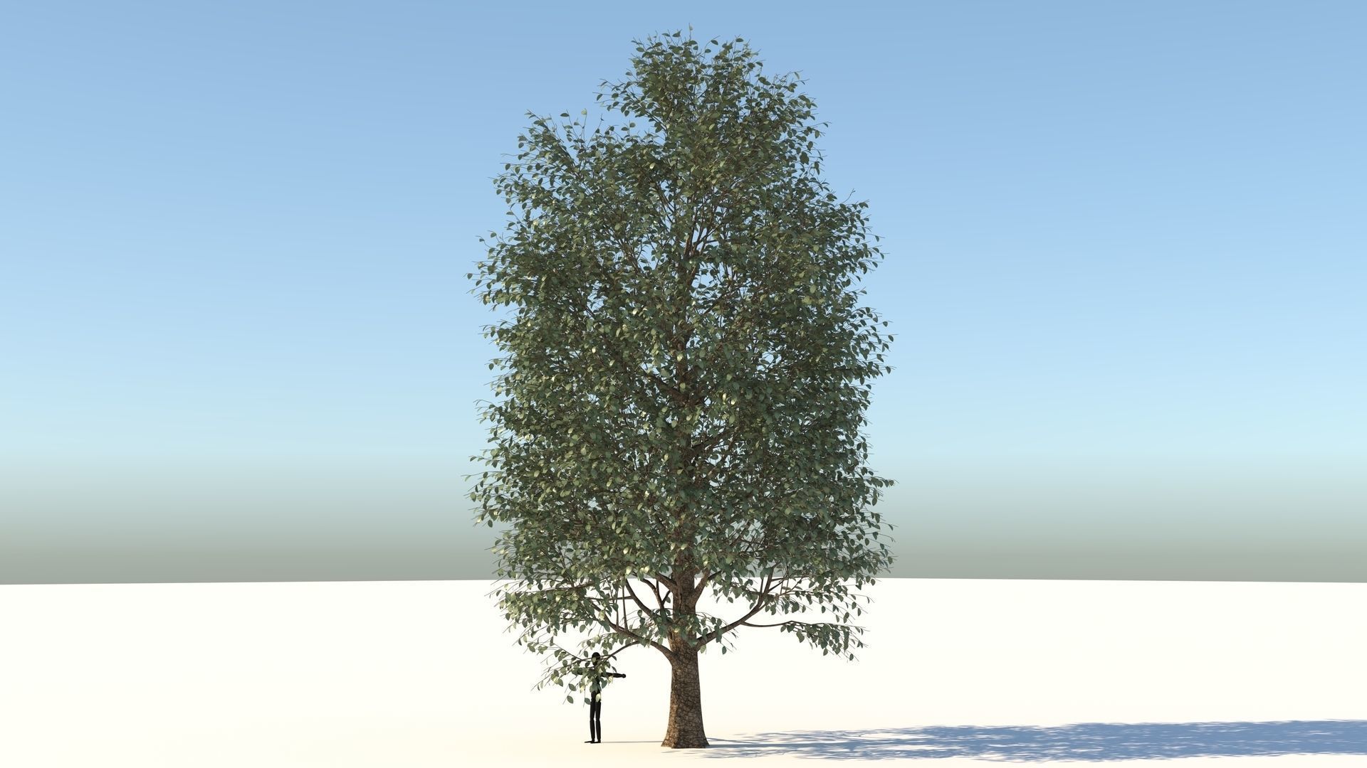 Carolina Poplar Tree  3D model_2