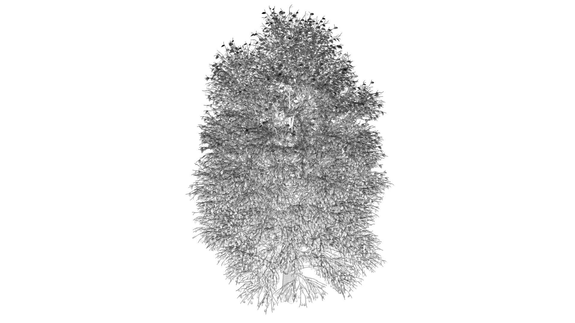 Carolina Poplar Tree  3D model_10