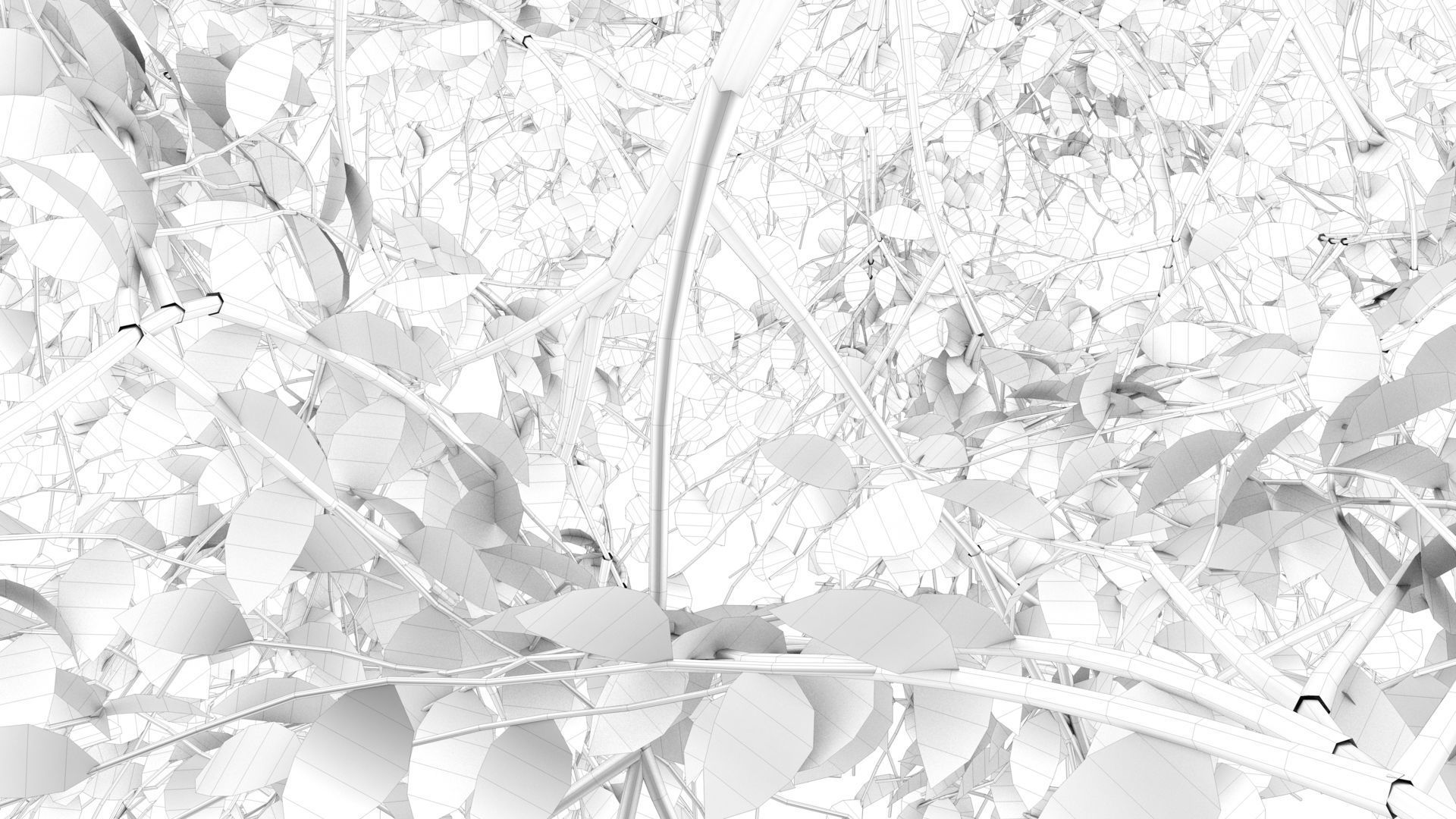 Carolina Poplar Tree  3D model_13