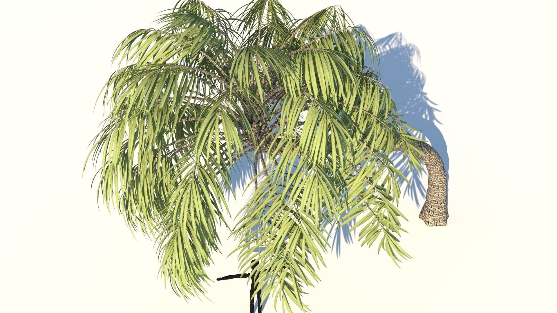 Curly Palm Tree Low-poly 3D model_5