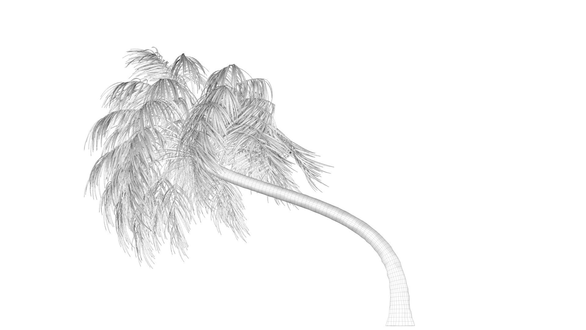 Curly Palm Tree Low-poly 3D model_10