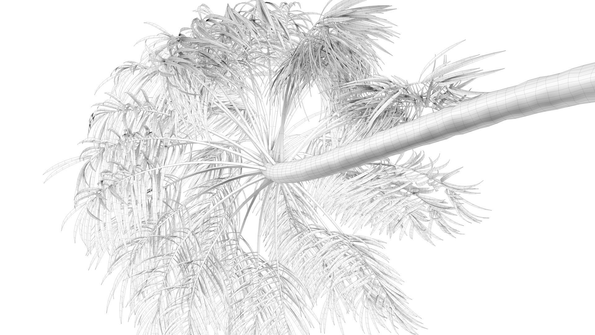 Curly Palm Tree Low-poly 3D model_12